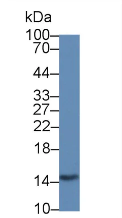 Western blot - Anti-Galectin 2 antibody [C6] (AB239501)