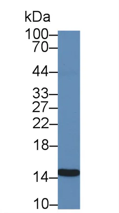 Western blot - Anti-Galectin 2 antibody [C6] (AB239501)
