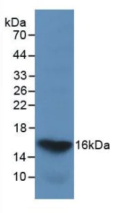 Western blot - Anti-Galectin 2 antibody [C6] (AB239501)