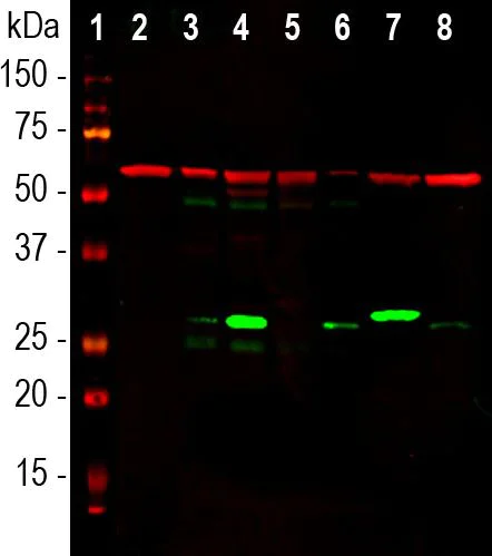 Western blot - Anti-Galectin 3 antibody [5C21] (AB278071)