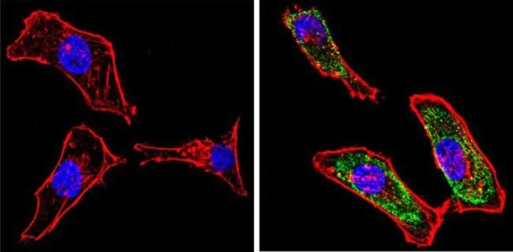 Immunocytochemistry/ Immunofluorescence - Anti-Galectin 3 antibody [A3A12] (AB2785)