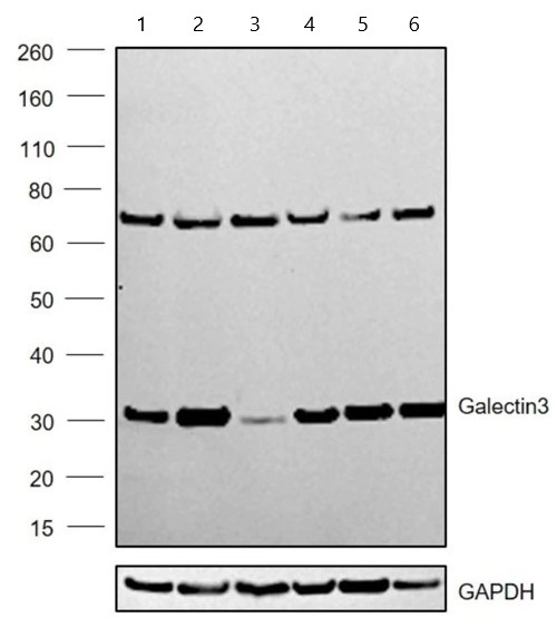 Western blot - Anti-Galectin 3 antibody [A3A12] (AB2785)
