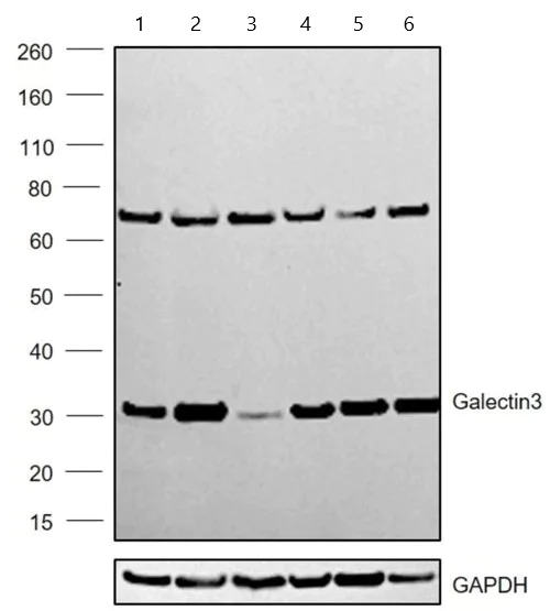 Western blot - Anti-Galectin 3 antibody [A3A12] (AB2785)