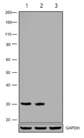 Western blot - Anti-Galectin 3 antibody [A3A12] (AB2785)