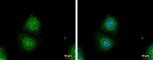 Immunocytochemistry/ Immunofluorescence - Anti-Galectin 3 antibody (AB227249)