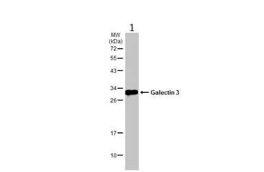 Western blot - Anti-Galectin 3 antibody (AB227249)