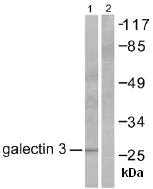 Western blot - Anti-Galectin 3 antibody (AB53082)