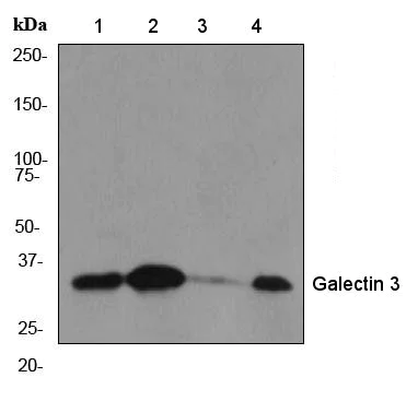 Western blot - Anti-Galectin 3 antibody [EP2775Y] (AB76245)