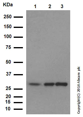 Western blot - Anti-Galectin 3 antibody [EP2775Y] (AB76245)