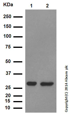 Western blot - Anti-Galectin 3 antibody [EP2775Y] (AB76245)