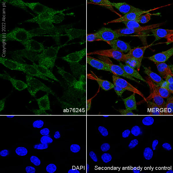 Immunocytochemistry/ Immunofluorescence - Anti-Galectin 3 antibody [EP2775Y] - BSA and Azide free (AB197544)