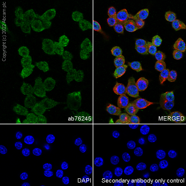Immunocytochemistry/ Immunofluorescence - Anti-Galectin 3 antibody [EP2775Y] - BSA and Azide free (ab197544), expandable thumbnail