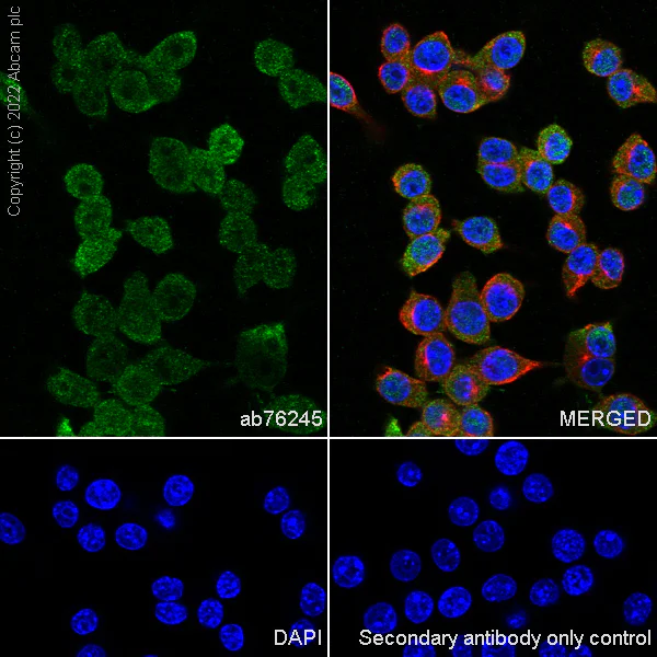 Immunocytochemistry/ Immunofluorescence - Anti-Galectin 3 antibody [EP2775Y] - BSA and Azide free (AB197544)