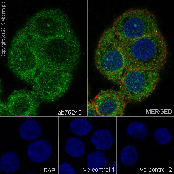 Immunocytochemistry/ Immunofluorescence - Anti-Galectin 3 antibody [EP2775Y] - BSA and Azide free (AB197544)