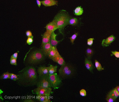 Immunocytochemistry/ Immunofluorescence - Anti-Galectin 3 antibody [EP2775Y] - BSA and Azide free (AB197544), expandable thumbnail