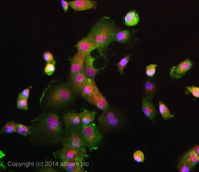 Immunocytochemistry/ Immunofluorescence - Anti-Galectin 3 antibody [EP2775Y] - BSA and Azide free (AB197544)