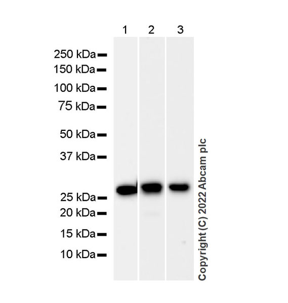 Western blot - Anti-Galectin 3 antibody [EP2775Y] - BSA and Azide free (ab197544), expandable thumbnail