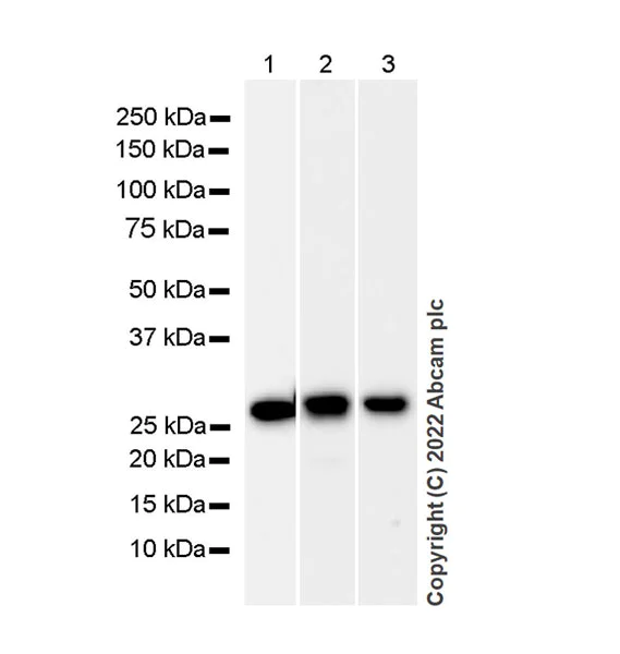 Western blot - Anti-Galectin 3 antibody [EP2775Y] - BSA and Azide free (AB197544)