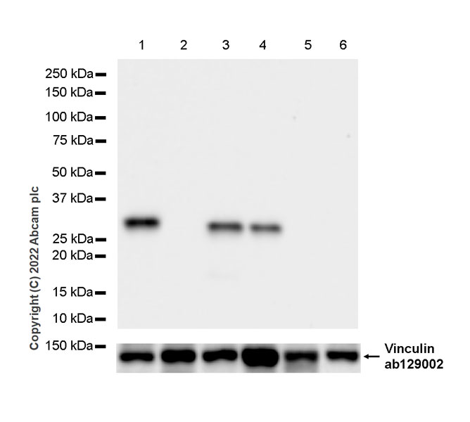 Western blot - Anti-Galectin 3 antibody [EP2775Y] - BSA and Azide free (ab197544), expandable thumbnail