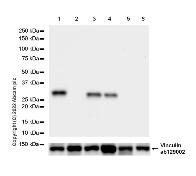 Western blot - Anti-Galectin 3 antibody [EP2775Y] - BSA and Azide free (AB197544)