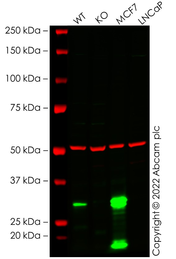 Western blot - Anti-Galectin 3 antibody [EP2775Y] - BSA and Azide free (ab197544), expandable thumbnail