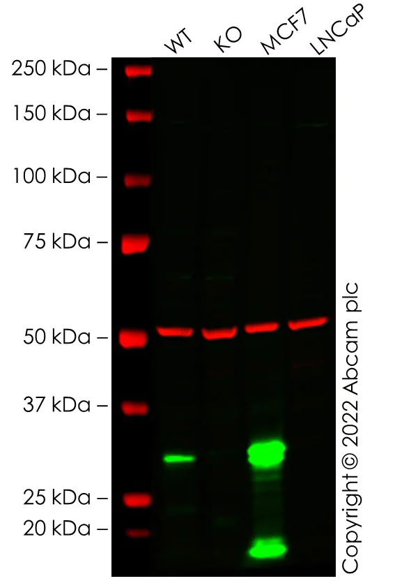 Western blot - Anti-Galectin 3 antibody [EP2775Y] - BSA and Azide free (AB197544)