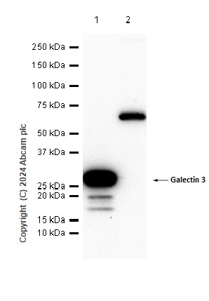 Western blot - Anti-Galectin 3 antibody [EP2775Y] - BSA and Azide free (ab197544), expandable thumbnail