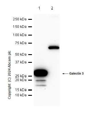 Western blot - Anti-Galectin 3 antibody [EP2775Y] - BSA and Azide free (AB197544)