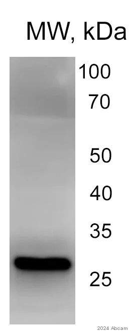 Western blot - Anti-Galectin 3 antibody [EPR19244] (AB209344)