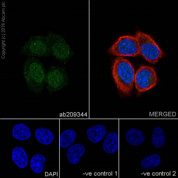 Immunocytochemistry/ Immunofluorescence - Anti-Galectin 3 antibody [EPR19244] - BSA and Azide free (ab251504), expandable thumbnail