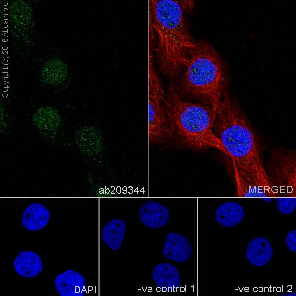Immunocytochemistry/ Immunofluorescence - Anti-Galectin 3 antibody [EPR19244] - BSA and Azide free (ab251504), expandable thumbnail