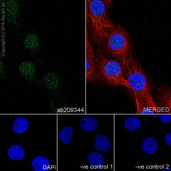 Immunocytochemistry/ Immunofluorescence - Anti-Galectin 3 antibody [EPR19244] - BSA and Azide free (AB251504)