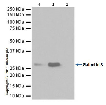 Immunoprecipitation - Anti-Galectin 3 antibody [EPR19244] - BSA and Azide free (ab251504), expandable thumbnail