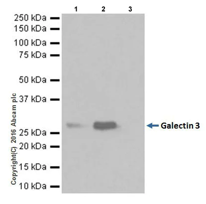 Immunoprecipitation - Anti-Galectin 3 antibody [EPR19244] - BSA and Azide free (AB251504)