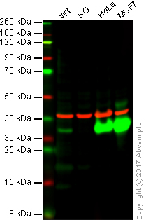 Western blot - Anti-Galectin 3 antibody [EPR19244] - BSA and Azide free (AB251504), expandable thumbnail