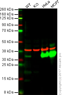 Western blot - Anti-Galectin 3 antibody [EPR19244] - BSA and Azide free (AB251504)