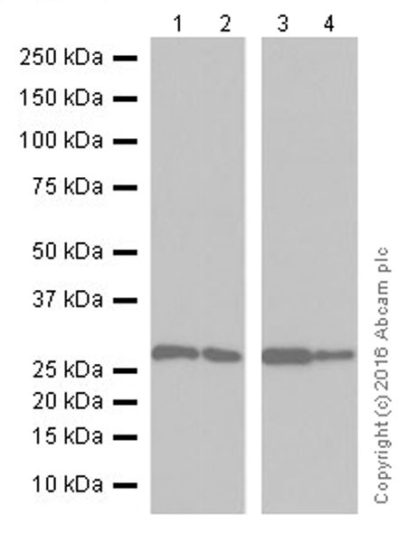 Western blot - Anti-Galectin 3 antibody [EPR19244] - BSA and Azide free (AB251504), expandable thumbnail