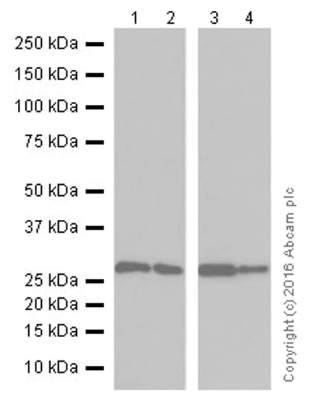 Western blot - Anti-Galectin 3 antibody [EPR19244] - BSA and Azide free (AB251504)
