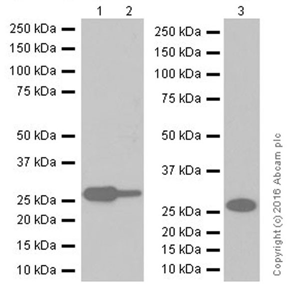 Western blot - Anti-Galectin 3 antibody [EPR19244] - BSA and Azide free (AB251504), expandable thumbnail