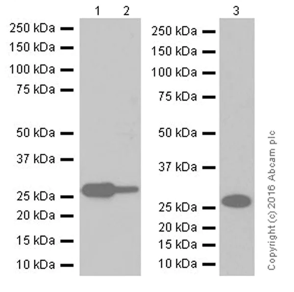 Western blot - Anti-Galectin 3 antibody [EPR19244] - BSA and Azide free (AB251504)
