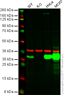 Western blot - Anti-Galectin 3 antibody [EPR2774] (AB76466), expandable thumbnail