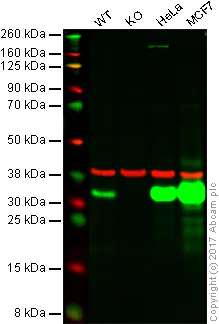 Western blot - Anti-Galectin 3 antibody [EPR2774] - BSA and Azide free (AB247475)