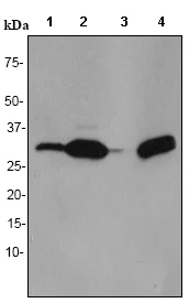Western blot - Anti-Galectin 3 antibody [EPR2774] - BSA and Azide free (AB247475)