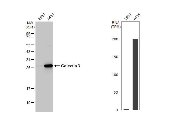 Western blot - Anti-Galectin 3 antibody [HL2397] (AB317216)
