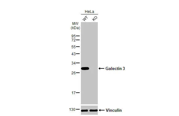 Western blot - Anti-Galectin 3 antibody [HL2397] (AB317216)
