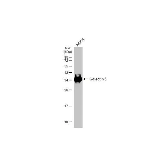 Western blot - Anti-Galectin 3 antibody [HL2397] (AB317216)