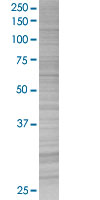 Galectin 3 overexpression 293T lysate (whole cell)