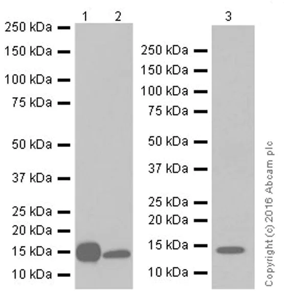 Western blot - Anti-Galectin 7 antibody [EPR19903] (AB206435)