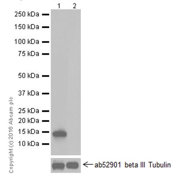 Anti-Galectin 7 antibody [EPR19903]