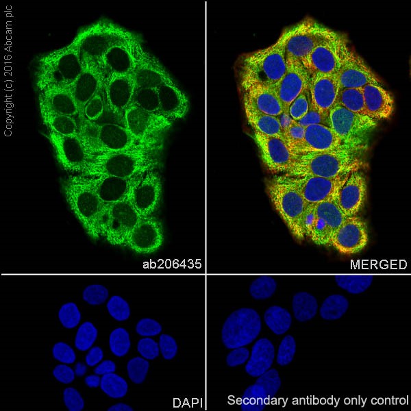 Immunocytochemistry/ Immunofluorescence - Anti-Galectin 7 antibody [EPR19903] - BSA and Azide free (AB240374)